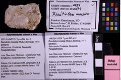 Foto (Objekt + Etiketten) von Discutiolira moesica (Muţiu & Bădăluţă, 1971) (NHMW-GEO-1990-0041-0524)